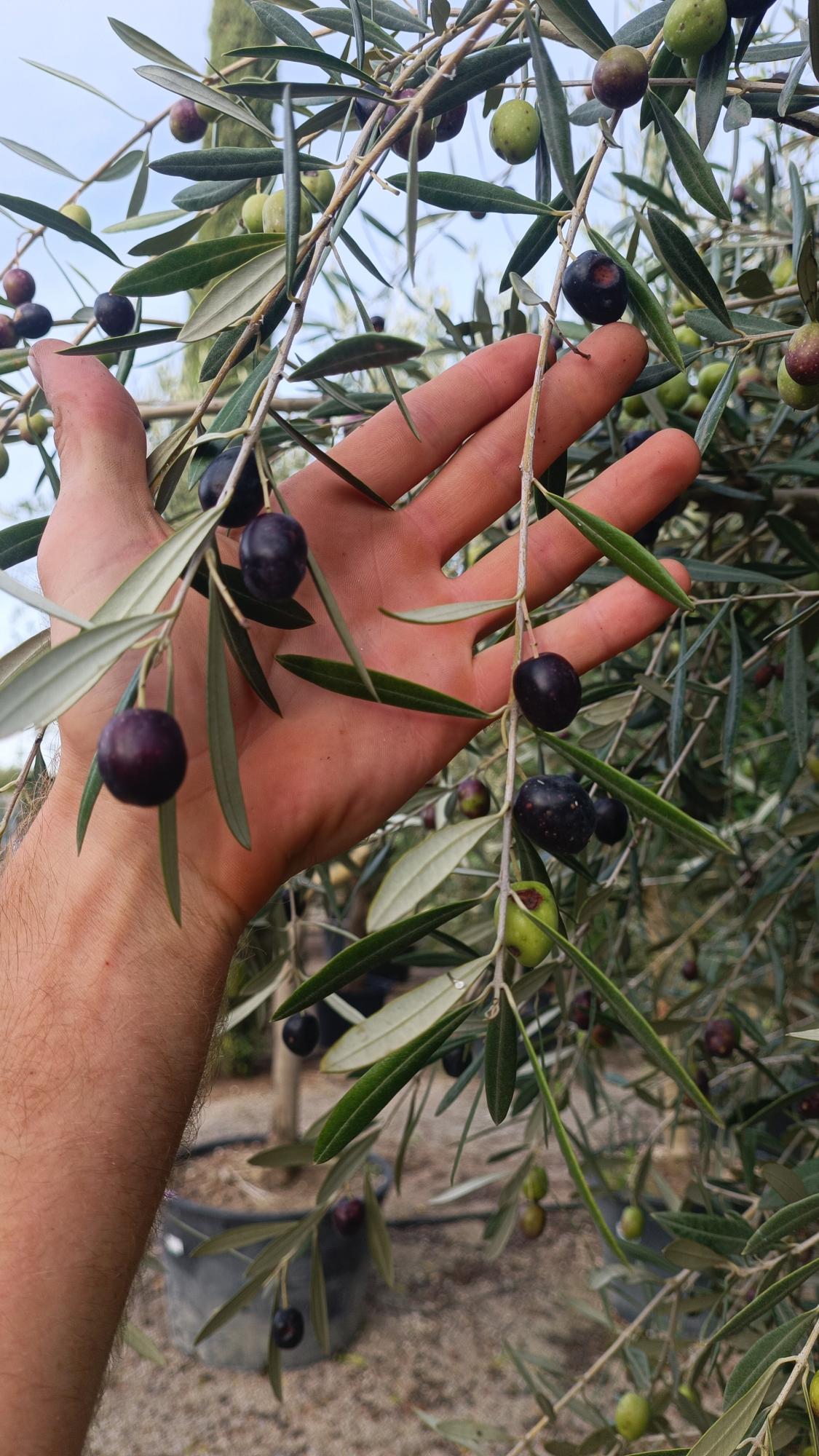 entretien paysagiste mougins - Créa Hort